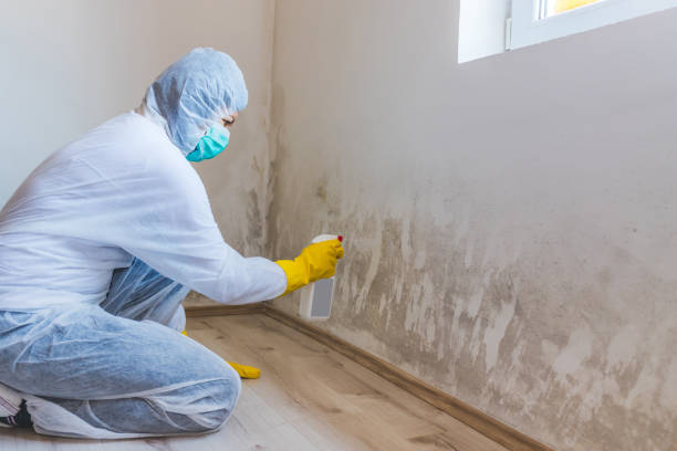Mold Remediation specialist working in Kenilworth